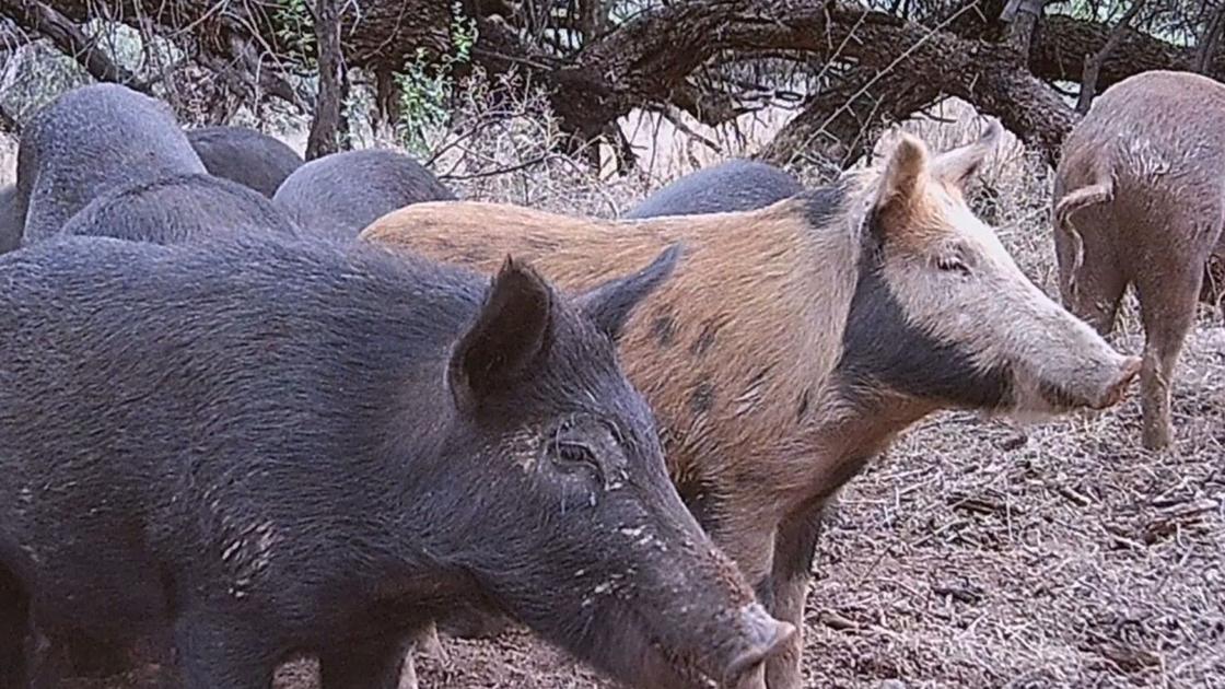 ‘Feral swine bomb’ includes small pig populations in Arizona