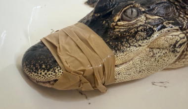 4.5-foot alligator surprises residents, police near downtown Jeffersonville | Local News