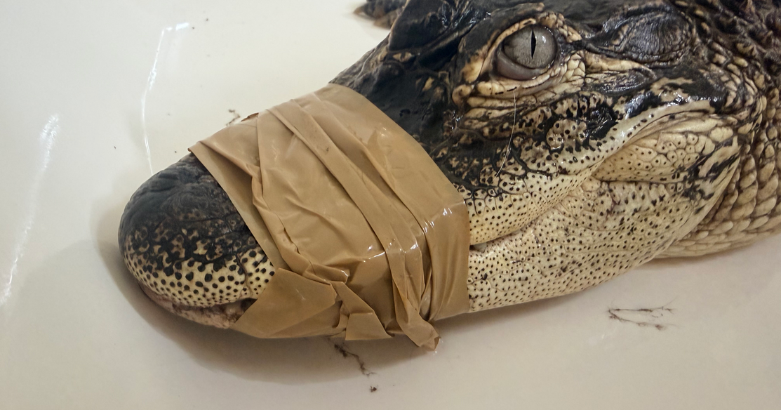 4.5-foot alligator surprises residents, police near downtown Jeffersonville | Local News