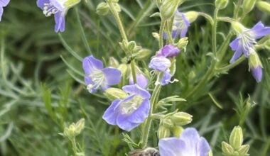 Scientists petition to grant wildflower endangered species protection