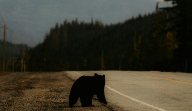 Drought and wildfires causing wildlife to appear in residential areas | News