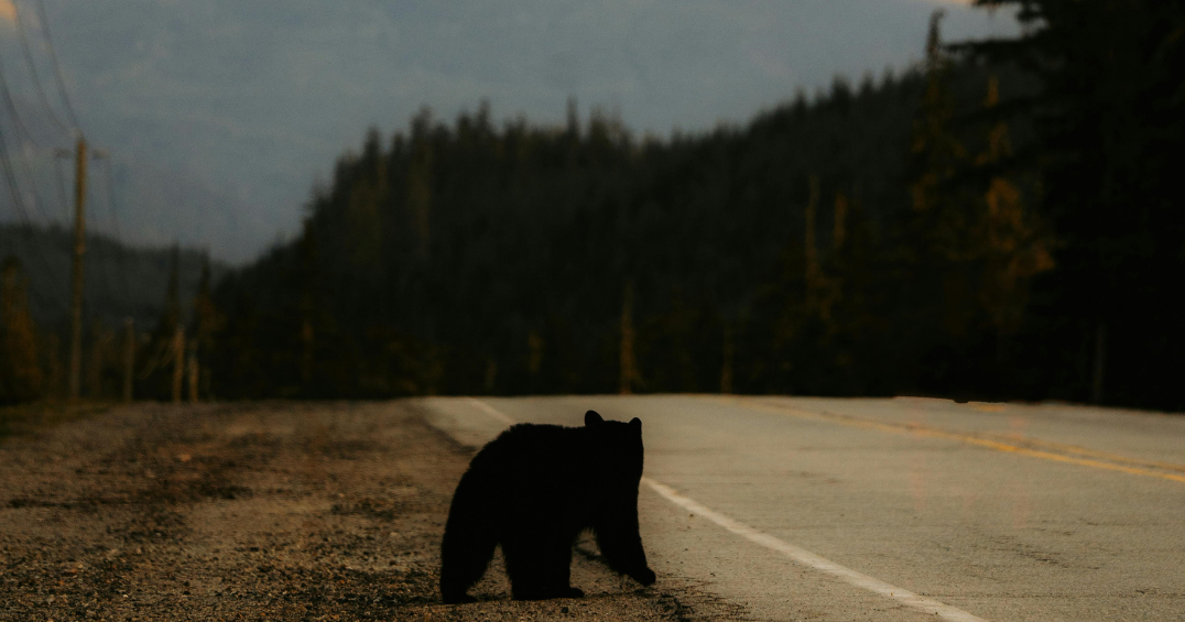 Drought and wildfires causing wildlife to appear in residential areas | News