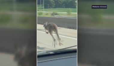 'Strangest deer I've ever seen': Drivers react to kangaroos loose near Portage | News