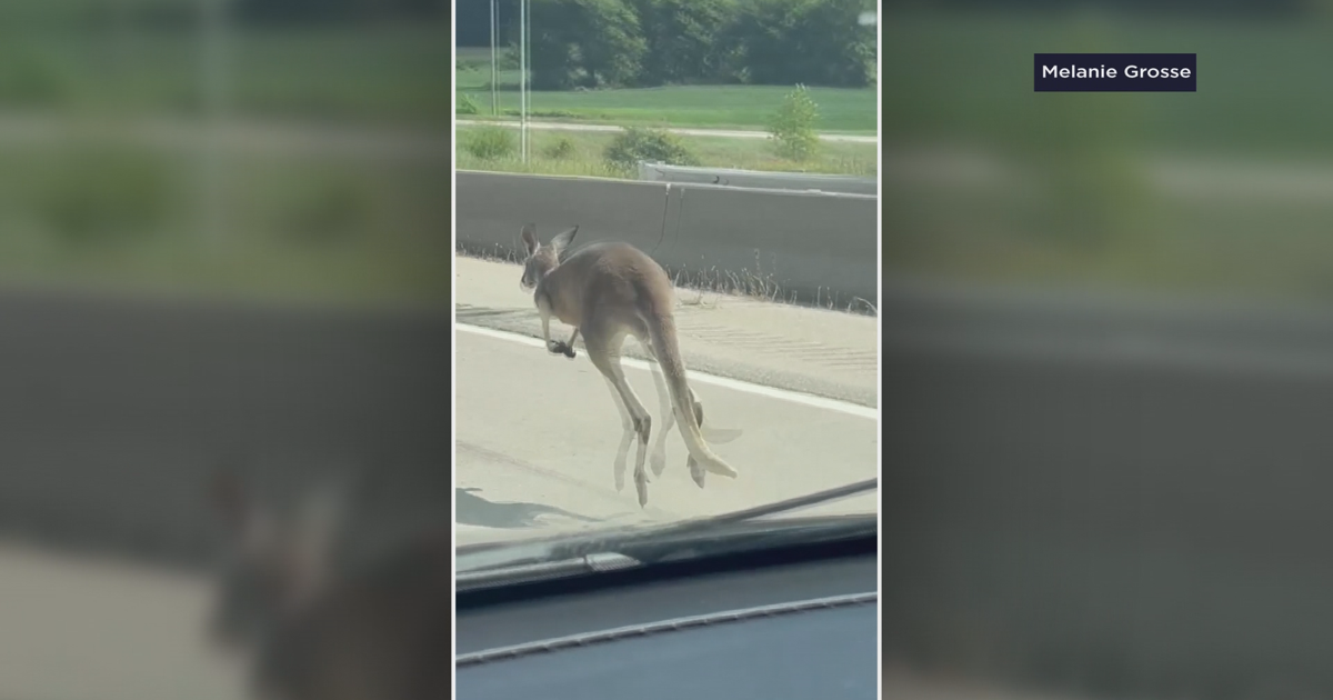 'Strangest deer I've ever seen': Drivers react to kangaroos loose near Portage | News