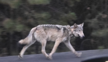 Central Oregon lone wolf traveled hundreds of miles | Pets, Animals and Nature