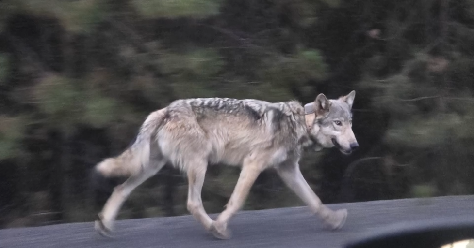 Central Oregon lone wolf traveled hundreds of miles | Pets, Animals and Nature
