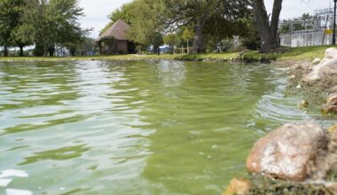 BREAKING: Harmful algae bloom confirmed on Lake Cadillac | News