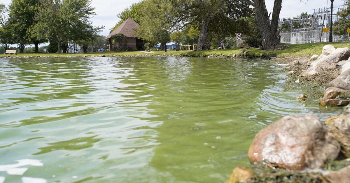BREAKING: Harmful algae bloom confirmed on Lake Cadillac | News