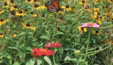 Tagging sessions set for monarch migration through Missouri | Mid-Missouri News