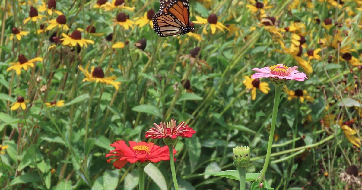 Tagging sessions set for monarch migration through Missouri | Mid-Missouri News