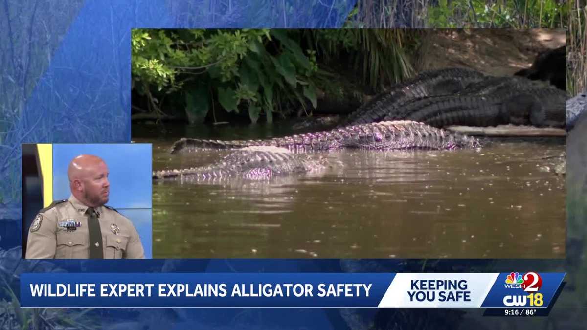 Alligator attacks: Florida wildlife officials urge residents, visitors to stay alert