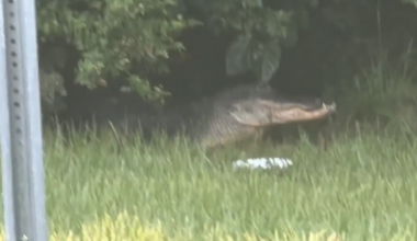 Large alligator spotted near City Park walking trail