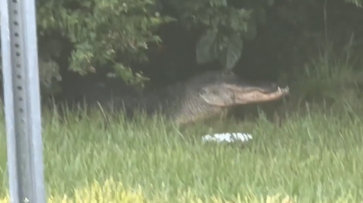 Large alligator spotted near City Park walking trail