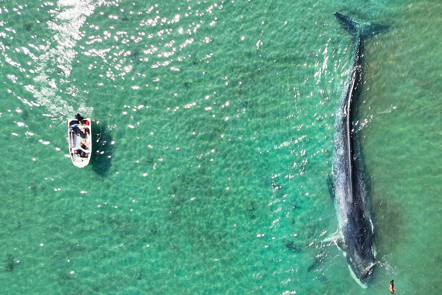 Drone shot of green ocean waters with large black whale on right (taking up entire frame) and a small white boat on the left.