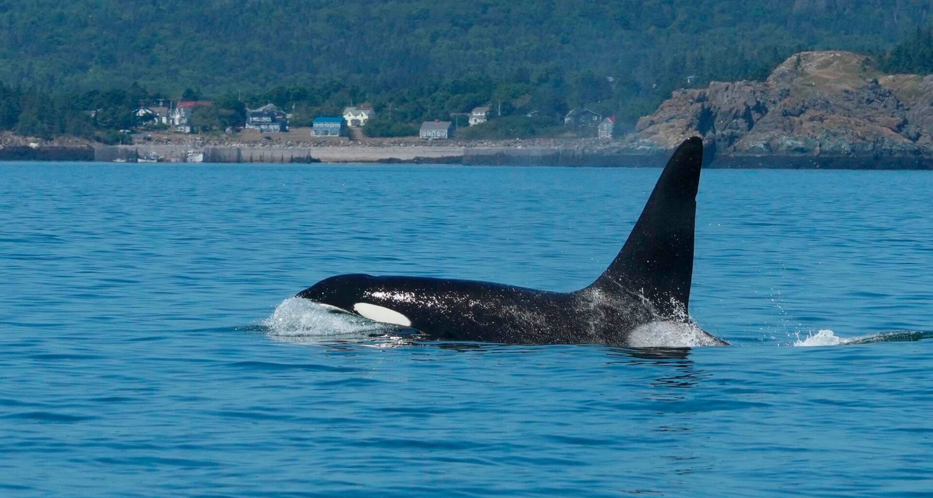 Loner orca ‘Old Thom’ spotted off Eastport
