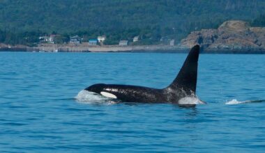 Loner orca ‘Old Thom’ spotted off Eastport