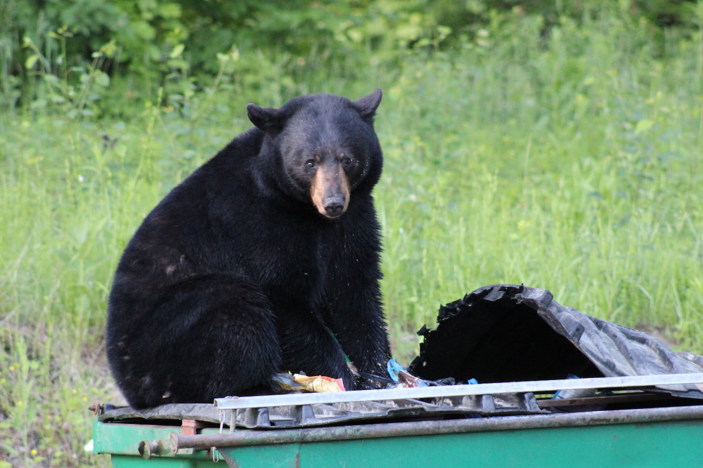 A bear ate from a poorly secured dumpster in Elmore, Vt.