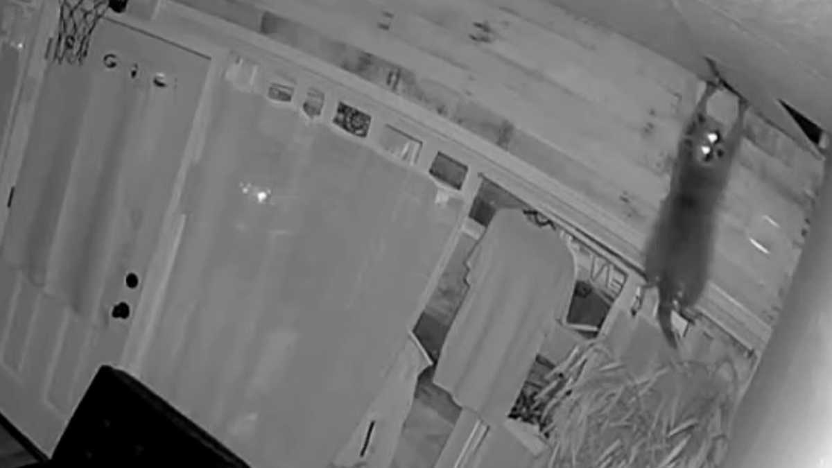Raccoon crashes through ceiling of Allegheny County business, wreaks havoc on store