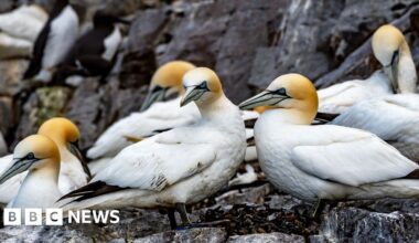 Scottish islanders refused permission to stage annual guga hunt - BBC