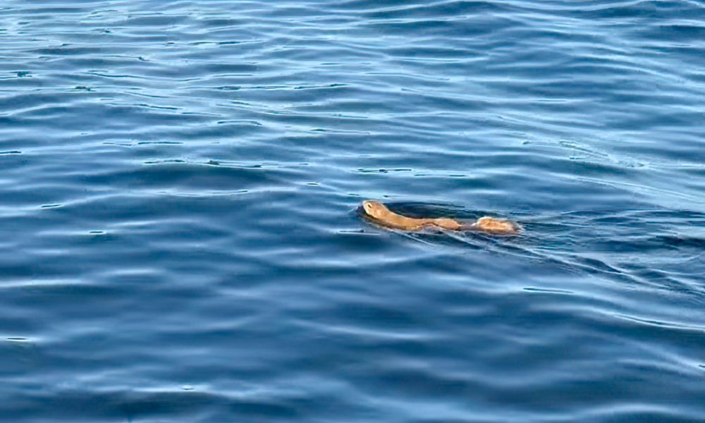 Squirrel swimming alongside boat.