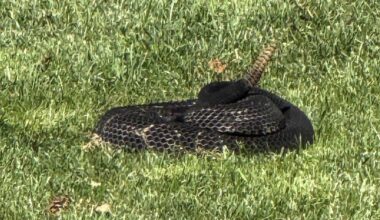 Rattlesnake found in Shelburne, VT returned to New York