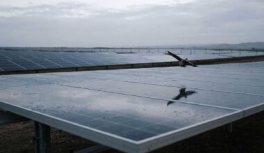 A bird flying low over the glassy rows of solar farms