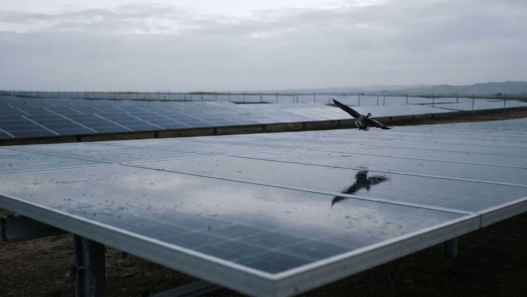 A bird flying low over the glassy rows of solar farms