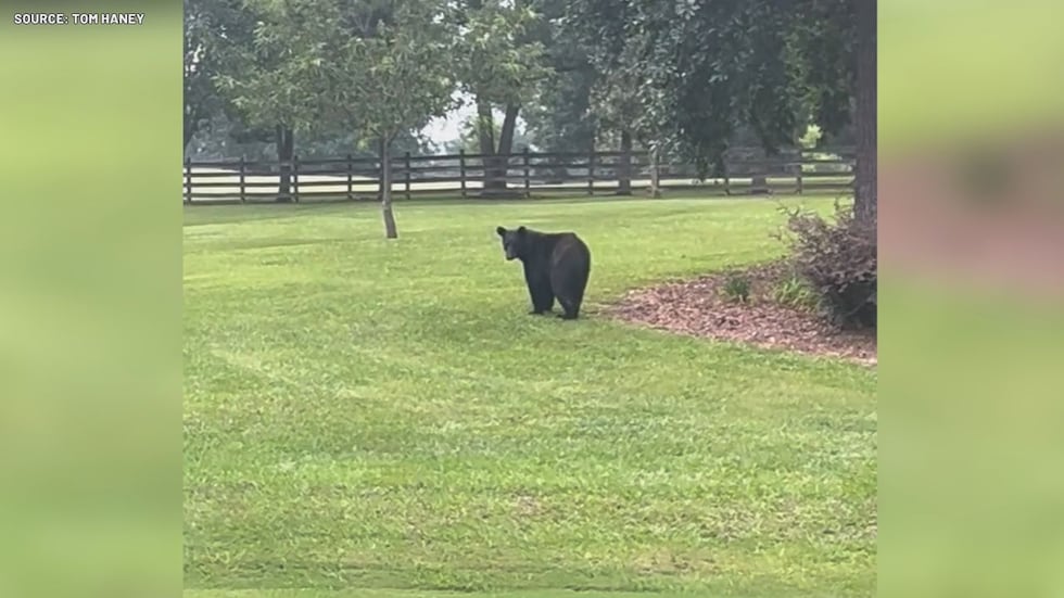 A wild black bear has been spotted moving through Shelby County neighborhoods this week,...