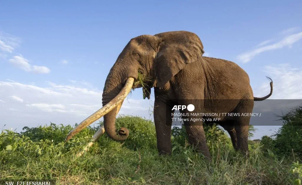 Nigeria's Remaining 400 Elephants Face Fight for Survival