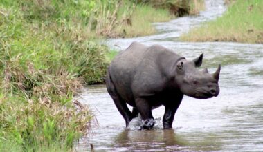 Pittsburgh-area company found a better way to track African wildlife 24/7