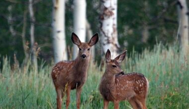 Utah’s mule deer population: State working on habitat restoration to improve numbers
