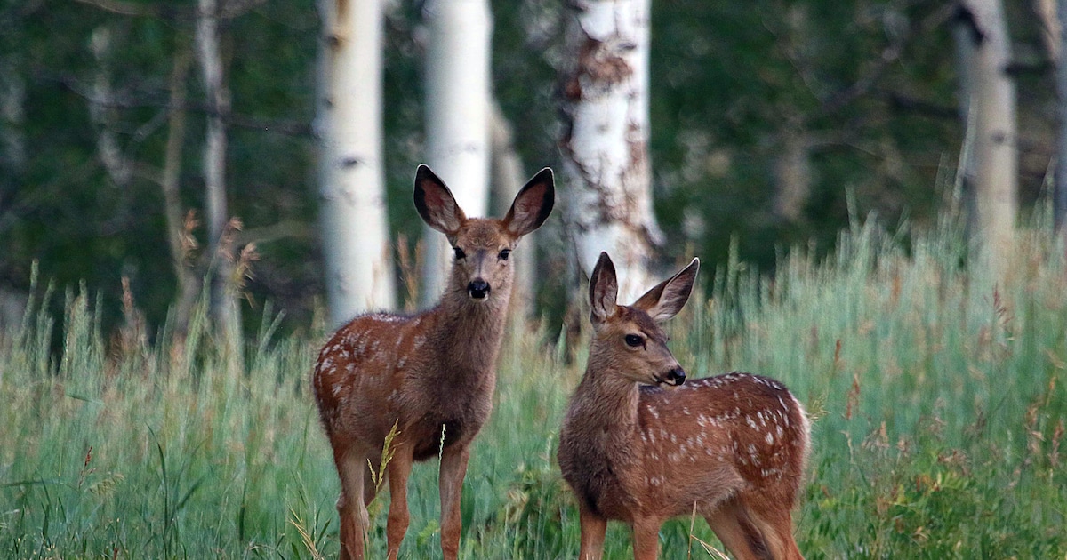 Utah’s mule deer population: State working on habitat restoration to improve numbers