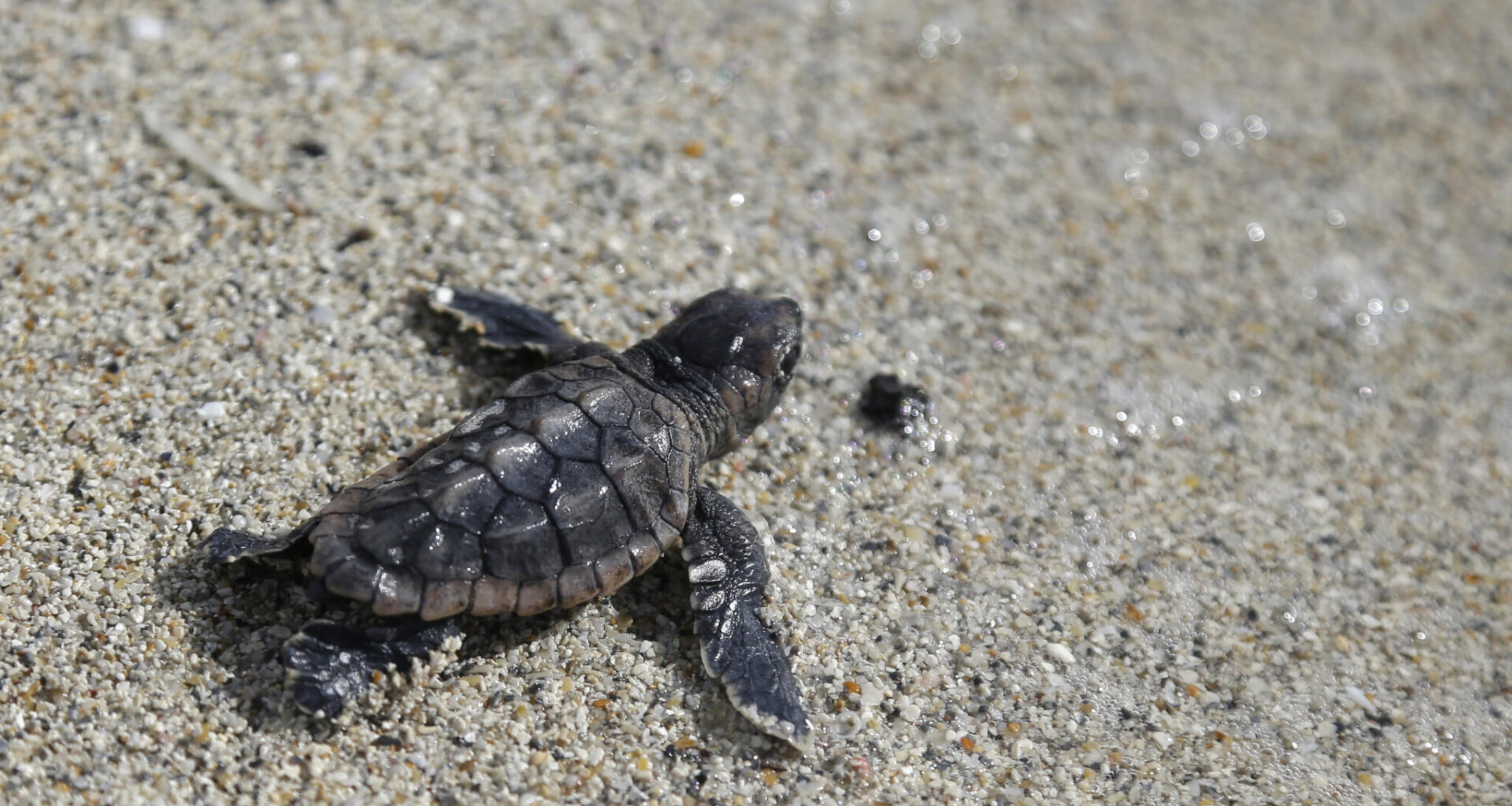A loggerhead sea turtle hatchling makes its way into the ocean along Haulover Beach in Miami. (Lynne Sladky/AP)
