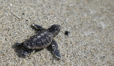 A loggerhead sea turtle hatchling makes its way into the ocean along Haulover Beach in Miami. (Lynne Sladky/AP)