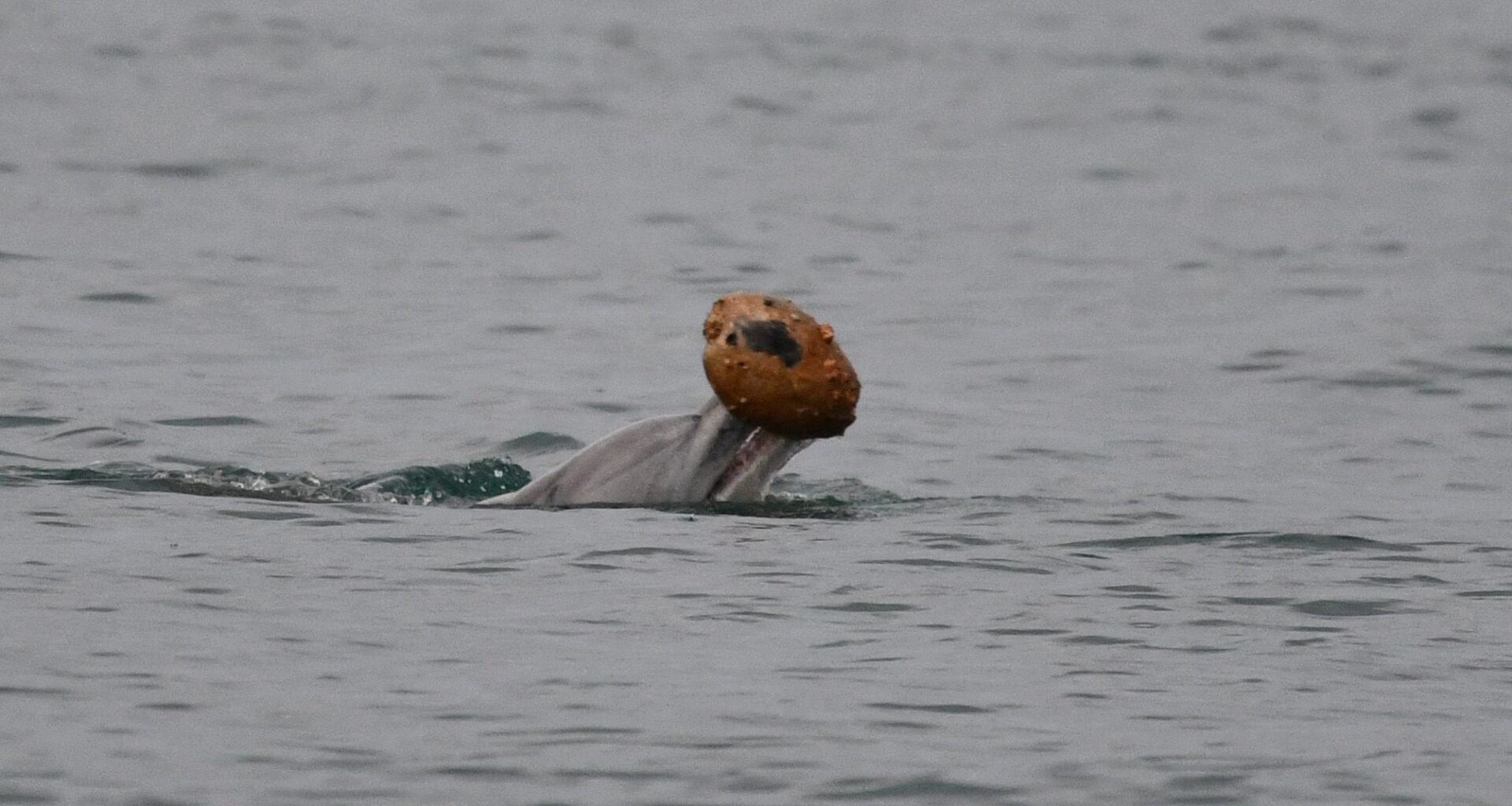 “I started screaming because I know what shelling looks like” – dolphin photographed performing extremely rare behavior