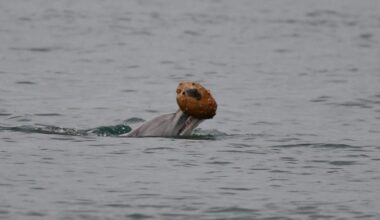 “I started screaming because I know what shelling looks like” – dolphin photographed performing extremely rare behavior