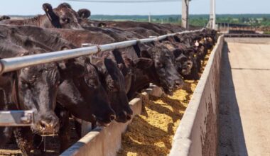 United States Cattle on Feed Up 2 Percent