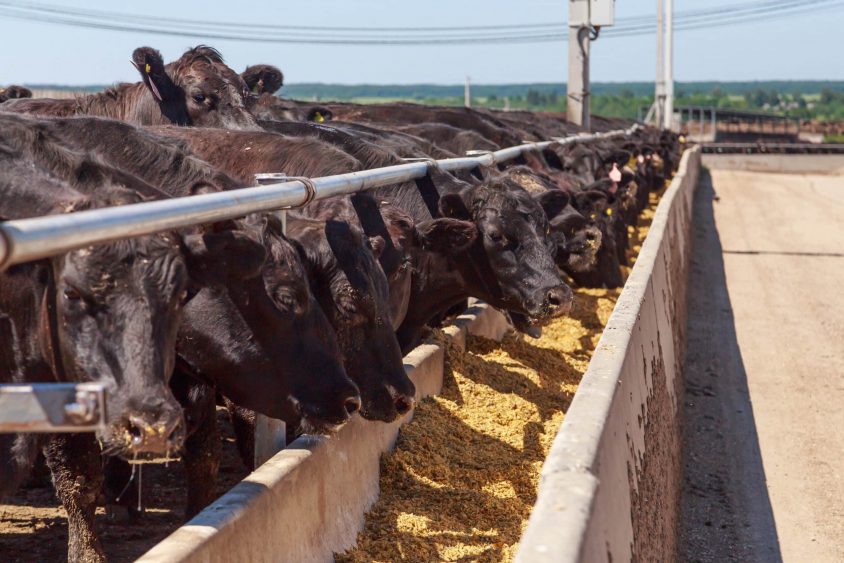 United States Cattle on Feed Up 2 Percent
