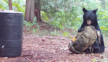 Maine bear discovers the perfect napping spot