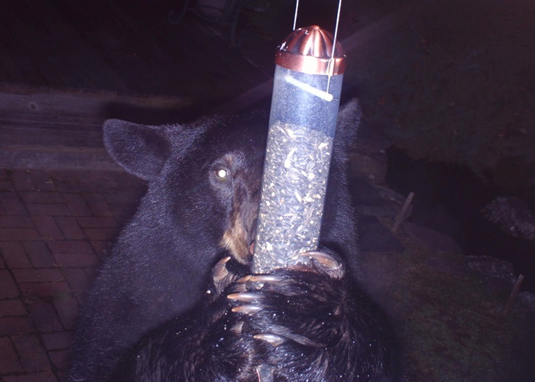 Bears enter CT homes; bears have hurt people. Forum planned on avoiding both