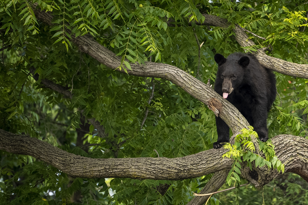 Bear Washington