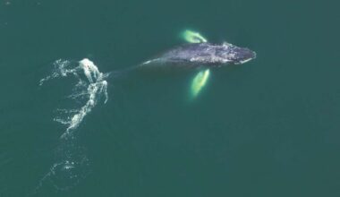 Whales draw excited onlookers to Penobscot Bay