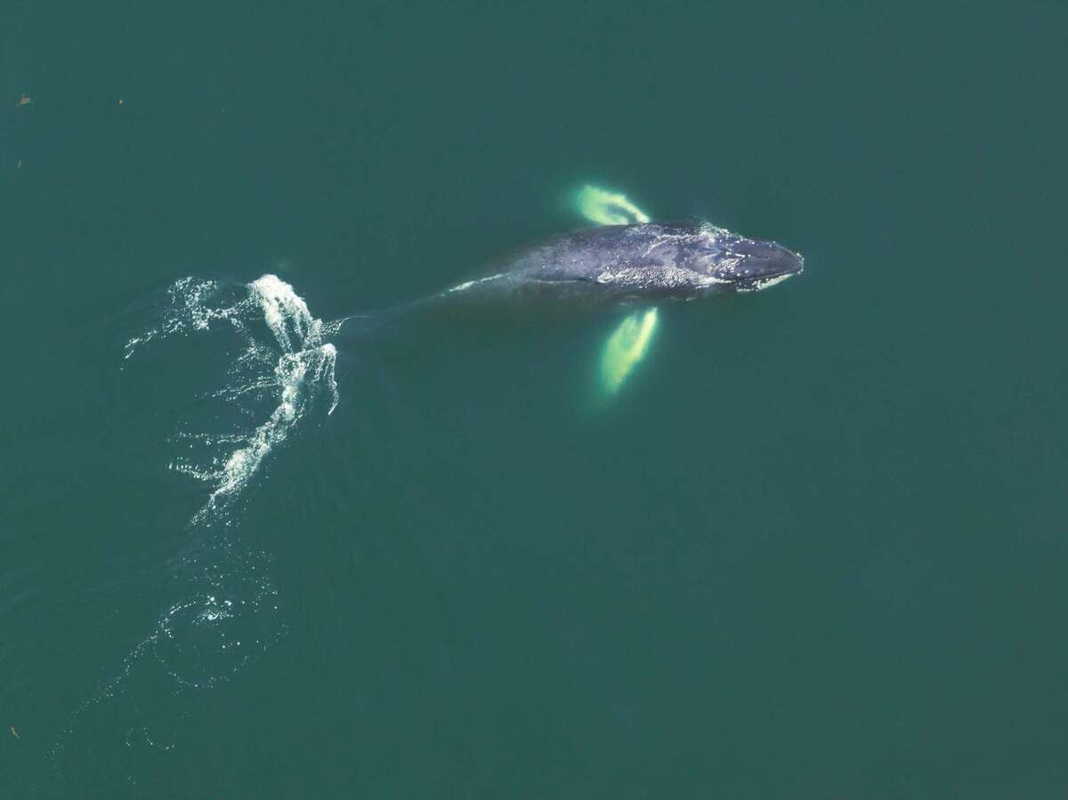 Whales draw excited onlookers to Penobscot Bay