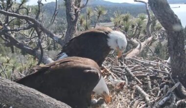 What’s next for bald eagle Shadow after mate Jackie’s death? – NBC Los Angeles