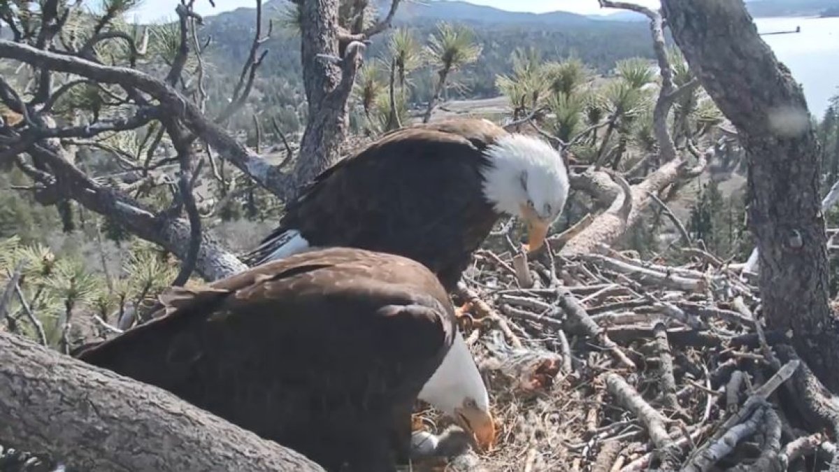 What’s next for bald eagle Shadow after mate Jackie’s death? – NBC Los Angeles