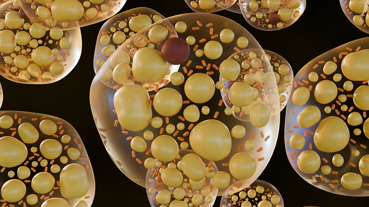 Experimental Drug Makes Obese Mice Burn Fat Without Losing Muscle – Or Eating Less : ScienceAlert
