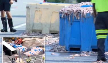 20 tons of slimy squid spill on Rhode Island roadway — blanketing area in foul odor