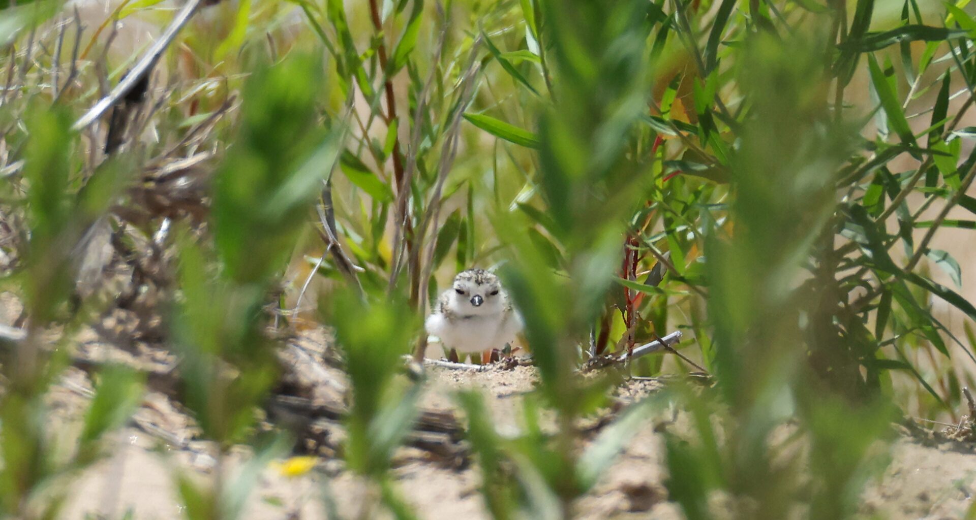 Federal changes could threaten Midwest's plovers, dragonflies