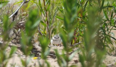 Federal changes could threaten Midwest's plovers, dragonflies