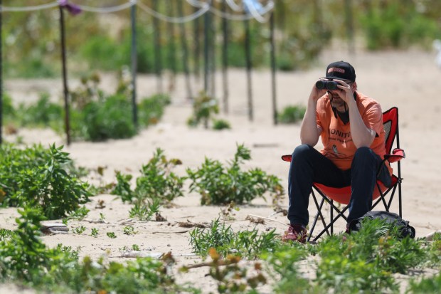 A bird monitor uses binoculars to watch the area where piping plovers Sea Rocket and Imani's nest is located at Montrose Beach Dunes on June 16, 2026, in Chicago. (John J. Kim/Chicago Tribune)